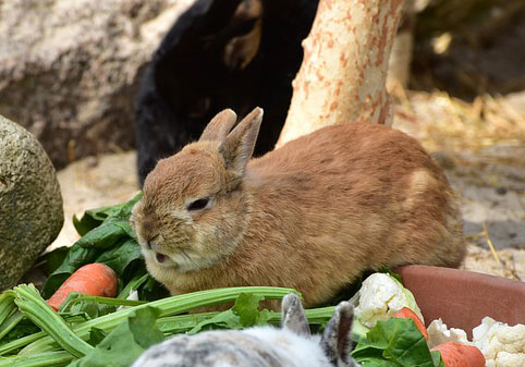 Do Rabbits Chew Cud?